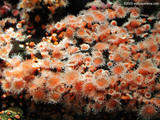Orange Reef Wallpaper