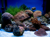 Salt Water Tank Wallpaper