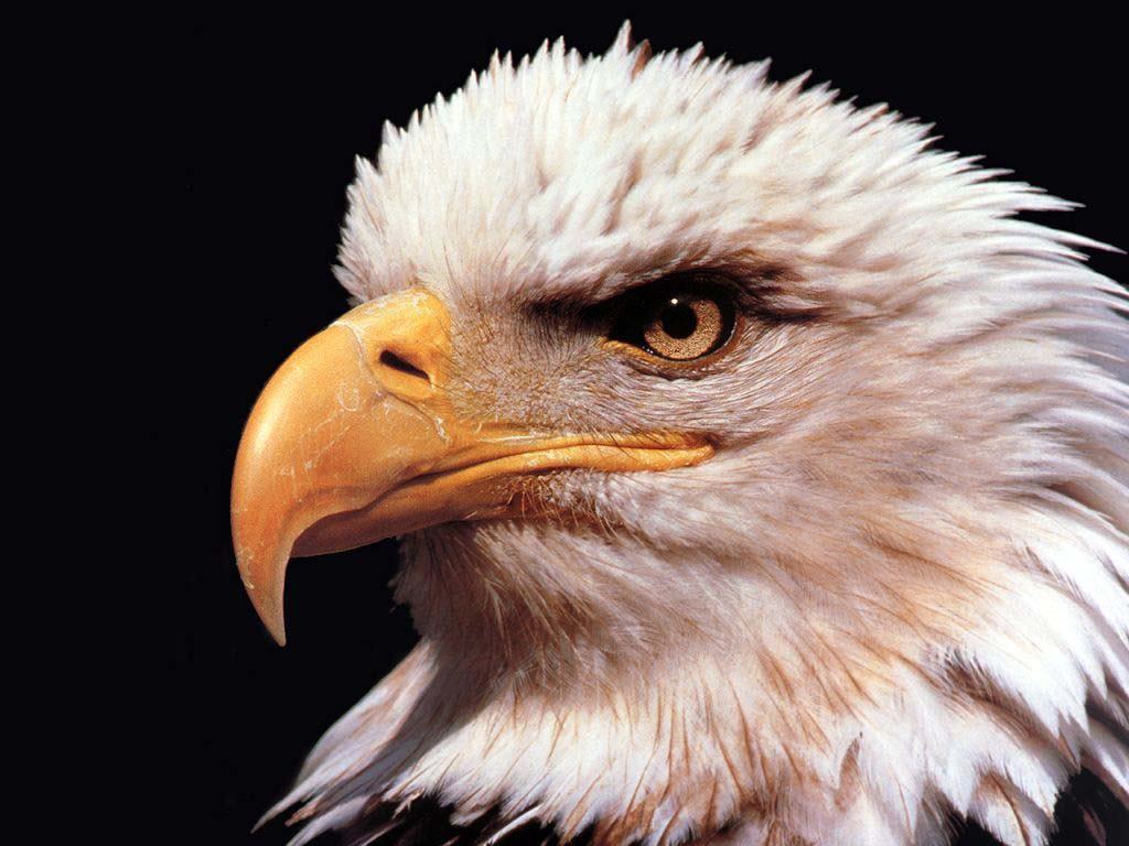 American Eagle Wallpaper