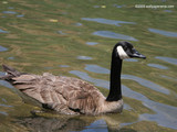 Canadian Goose Wallpaper