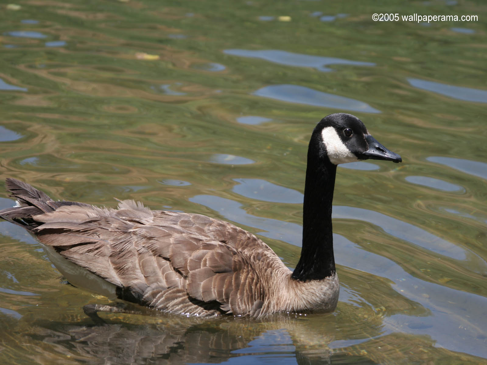 Canadian Goose Wallpaper