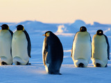 Emperor Penguin Wallpaper