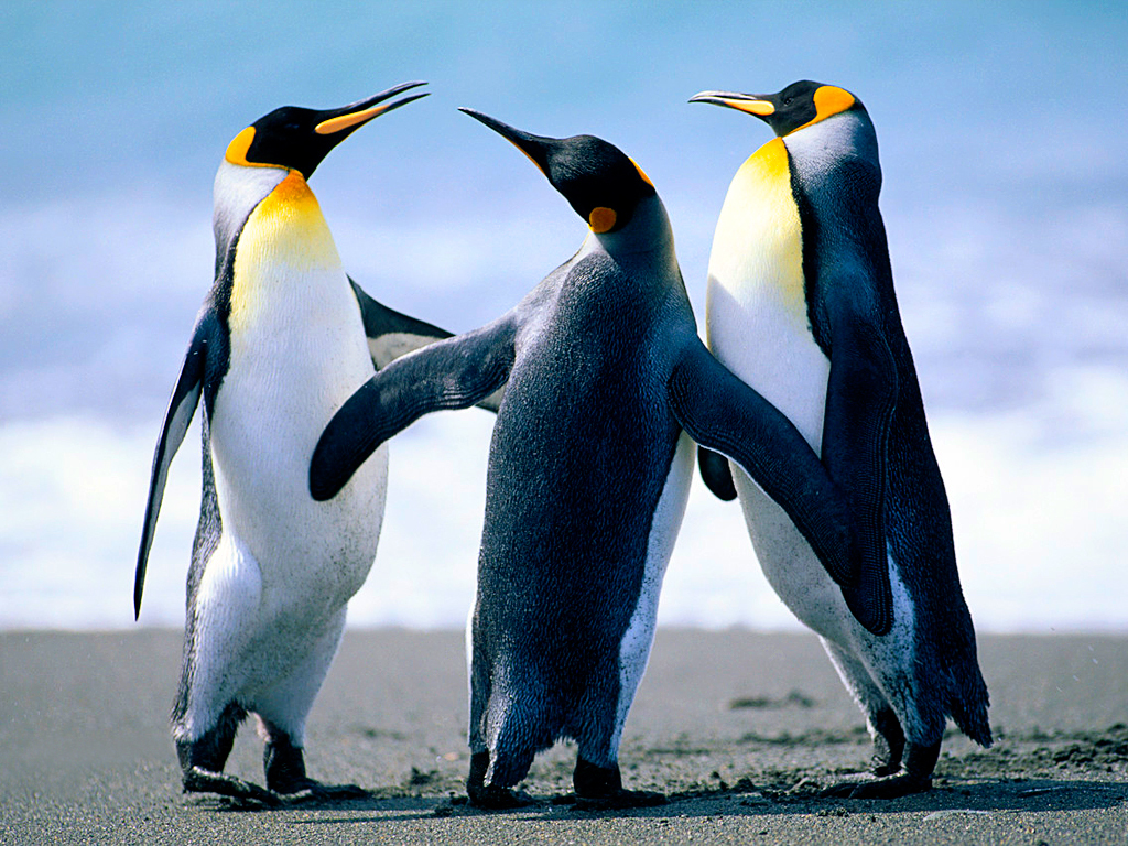 Emperor Penguins Wallpaper