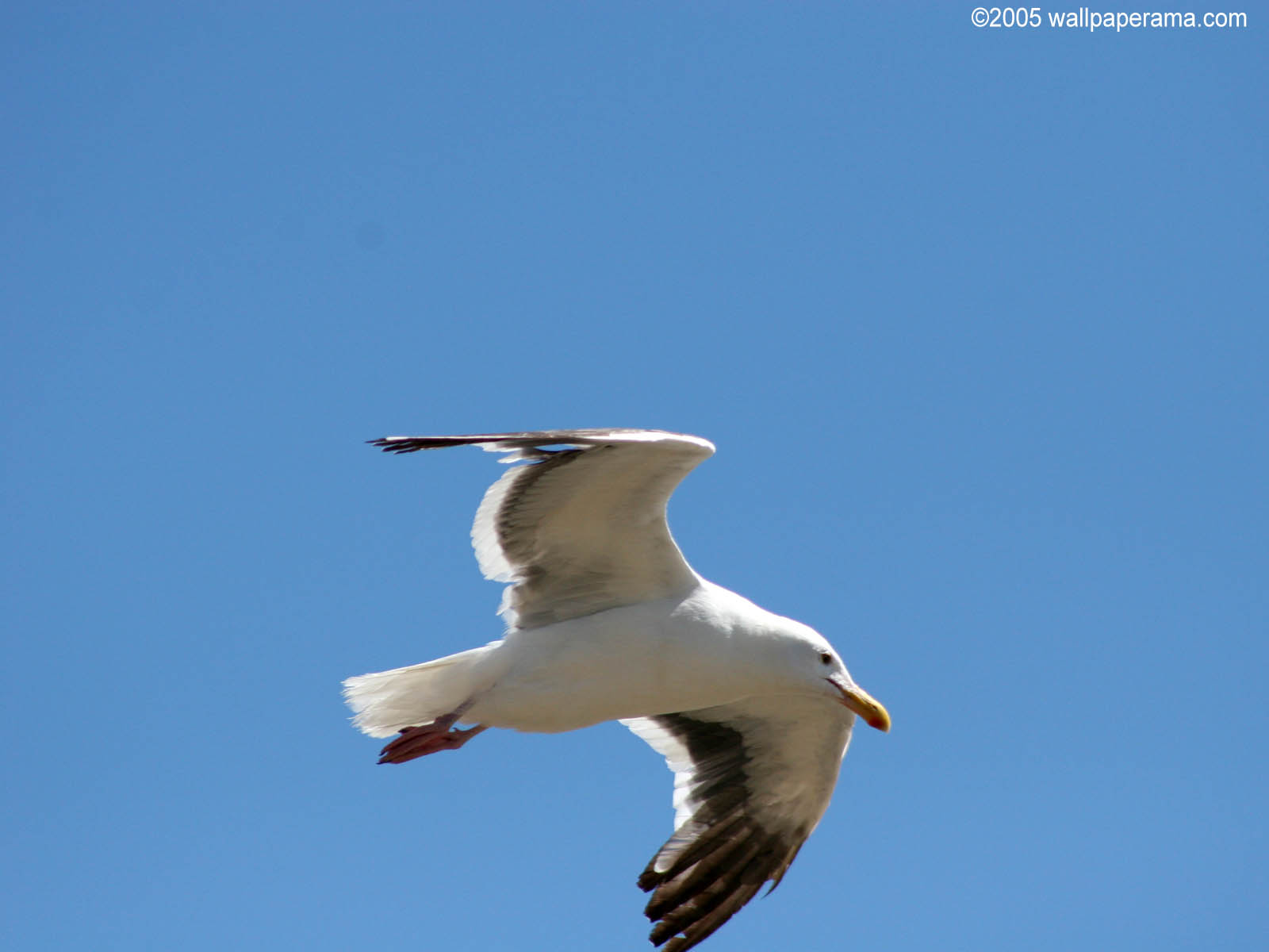 Flying Seagull Wallpaper