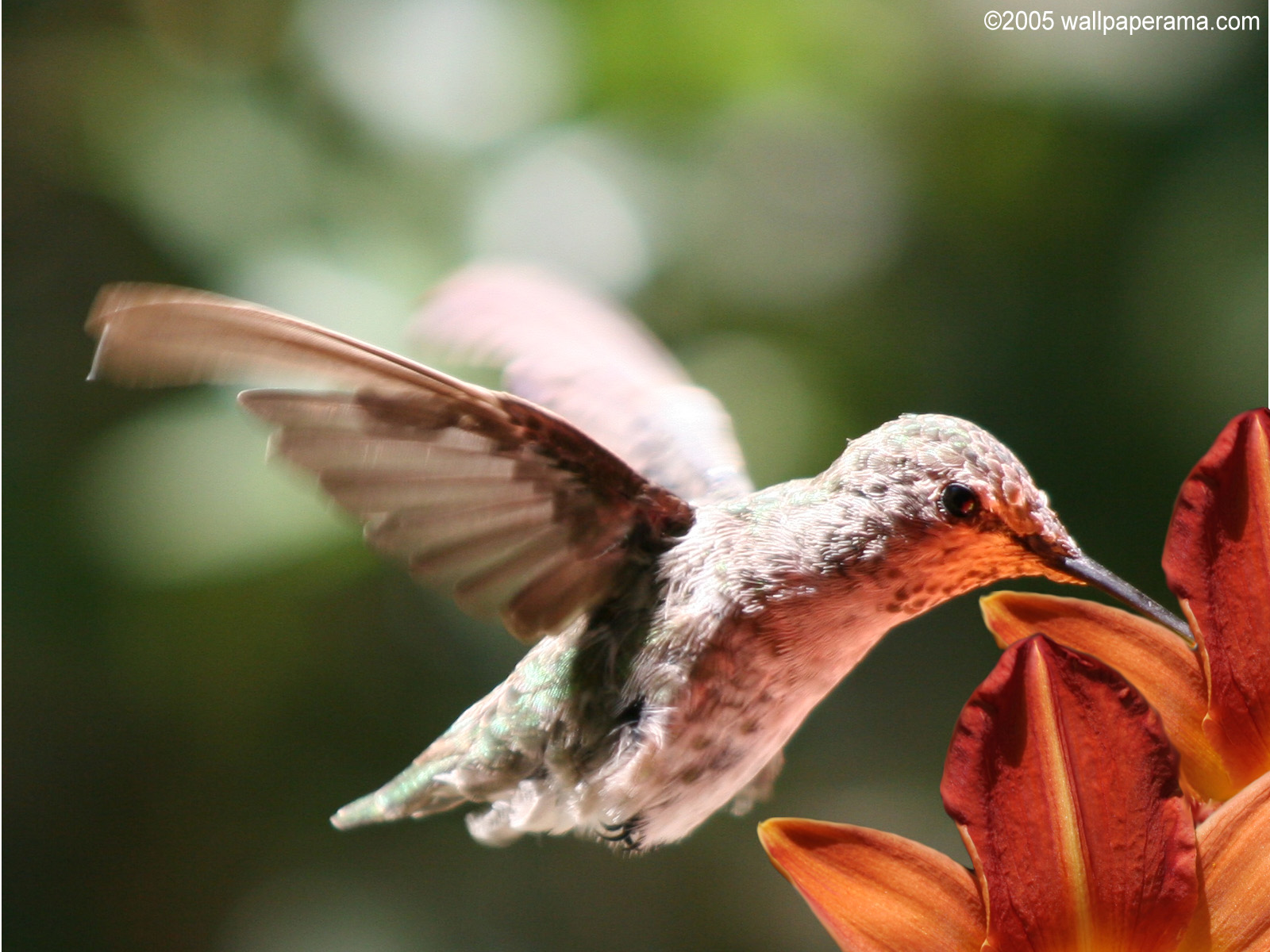 Hummingbird Wallpaper