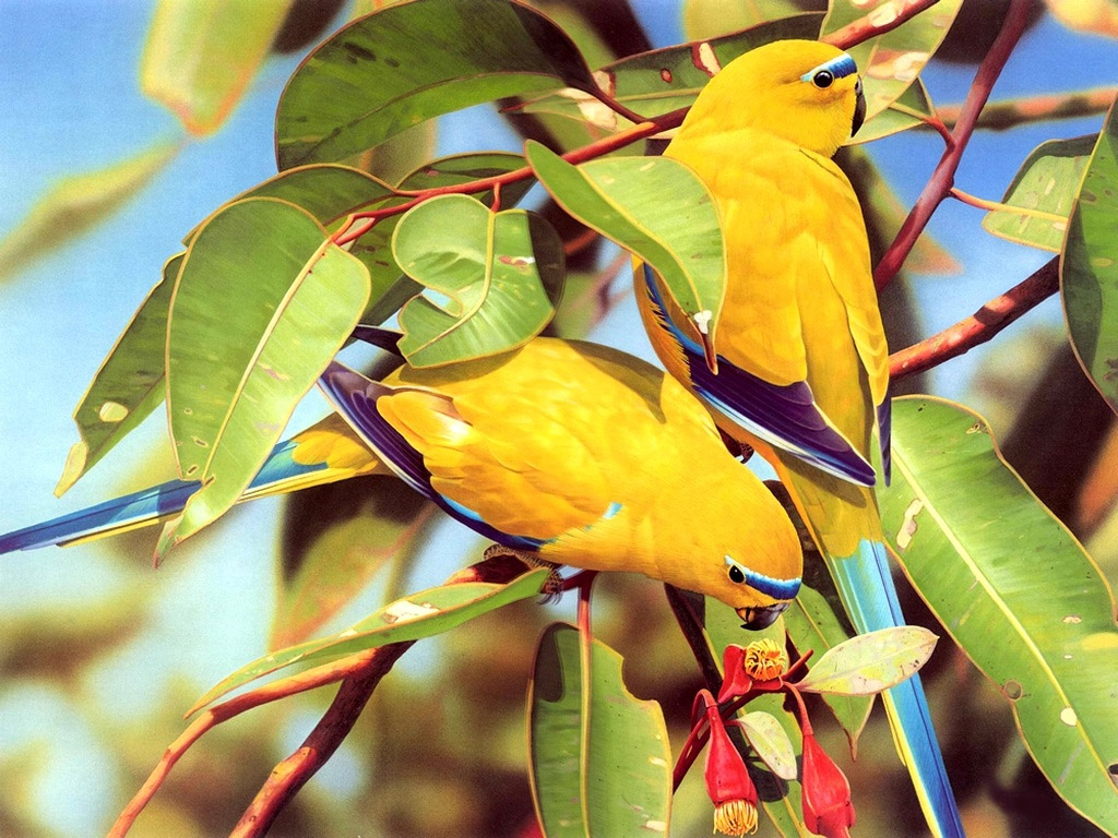 Love Birds Wallpaper