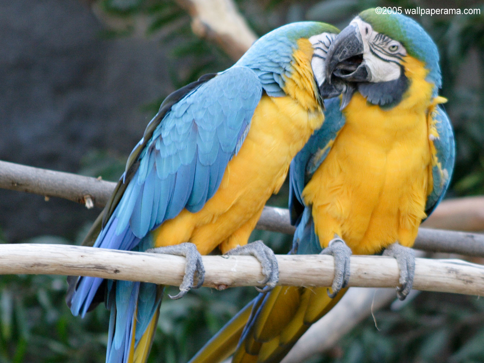 Macaws Wallpaper