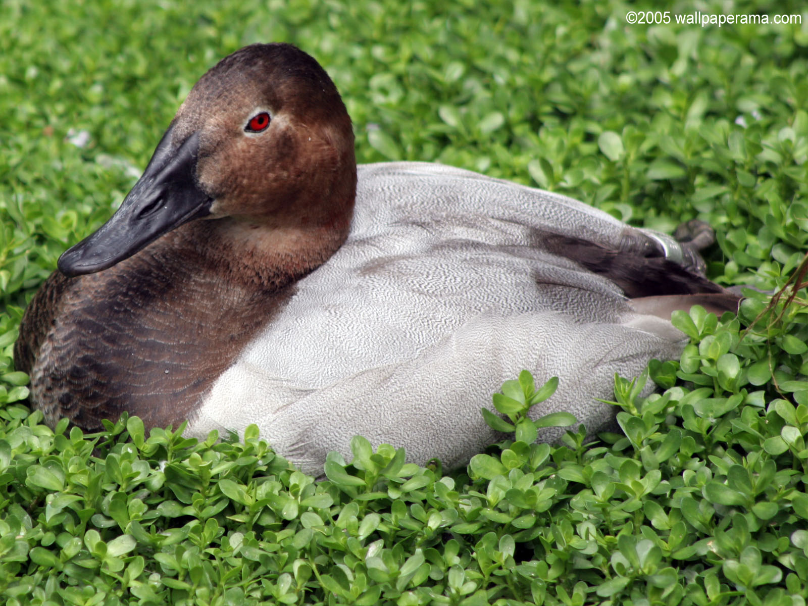 Red Eye Duck Wallpaper