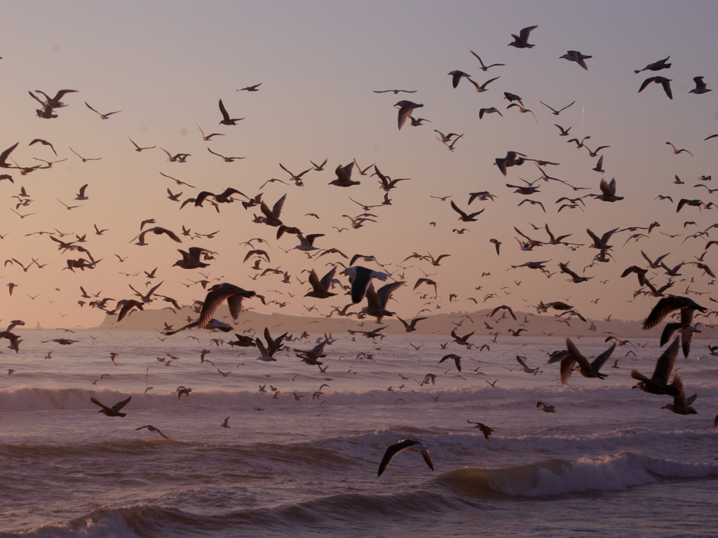 Seagulls Wallpaper