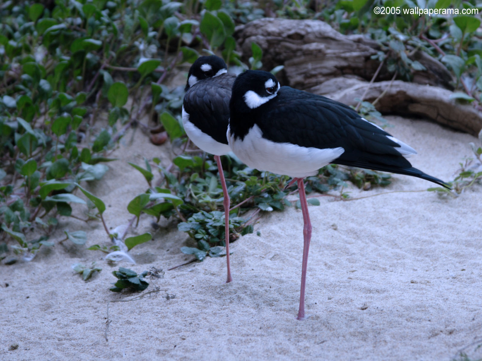 Stilt Bird Wallpaper