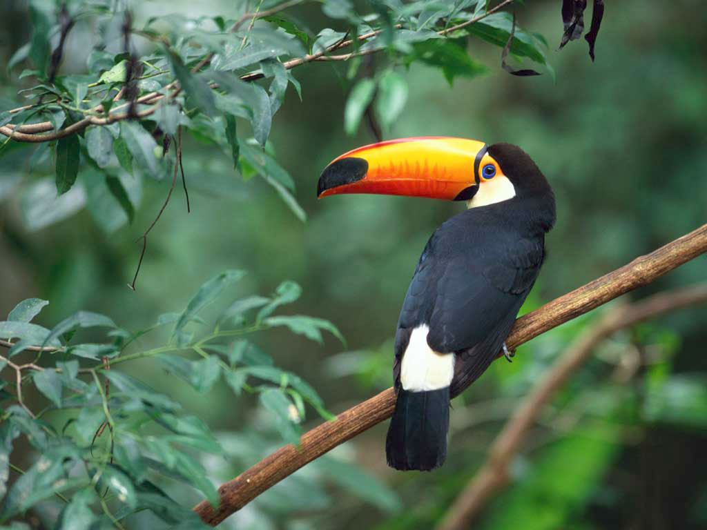 Toucan Bird Wallpaper