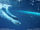 Underwater Penguins Wallpaper