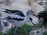 Wetland Birds Wallpaper