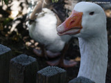 White Duck Wallpaper