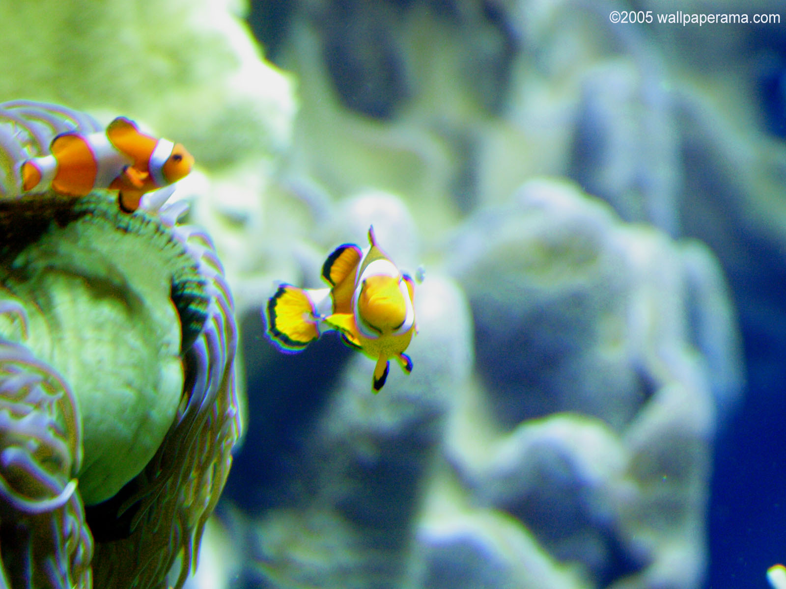 Anemonefish Wallpaper