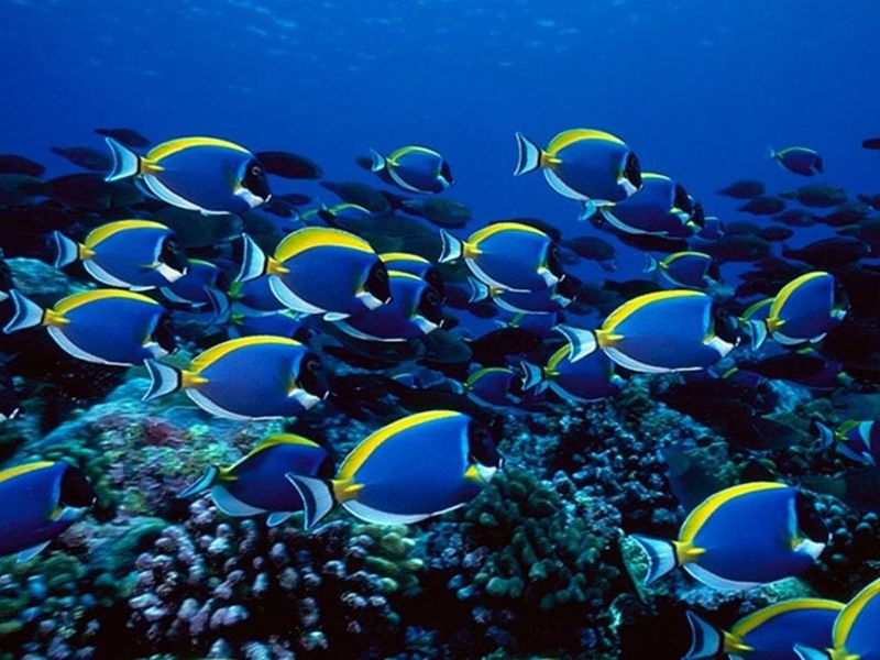 Blue Reef Wallpaper