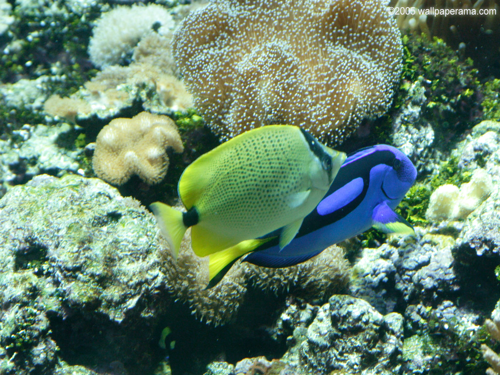 Blue Tang Wallpaper