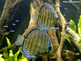 Cichlids Wallpaper