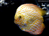 Discus Fish Wallpaper