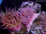 Pink Anemones Wallpaper