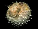 Puffer Fish Wallpaper