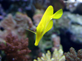 Yellow Tang Wallpaper