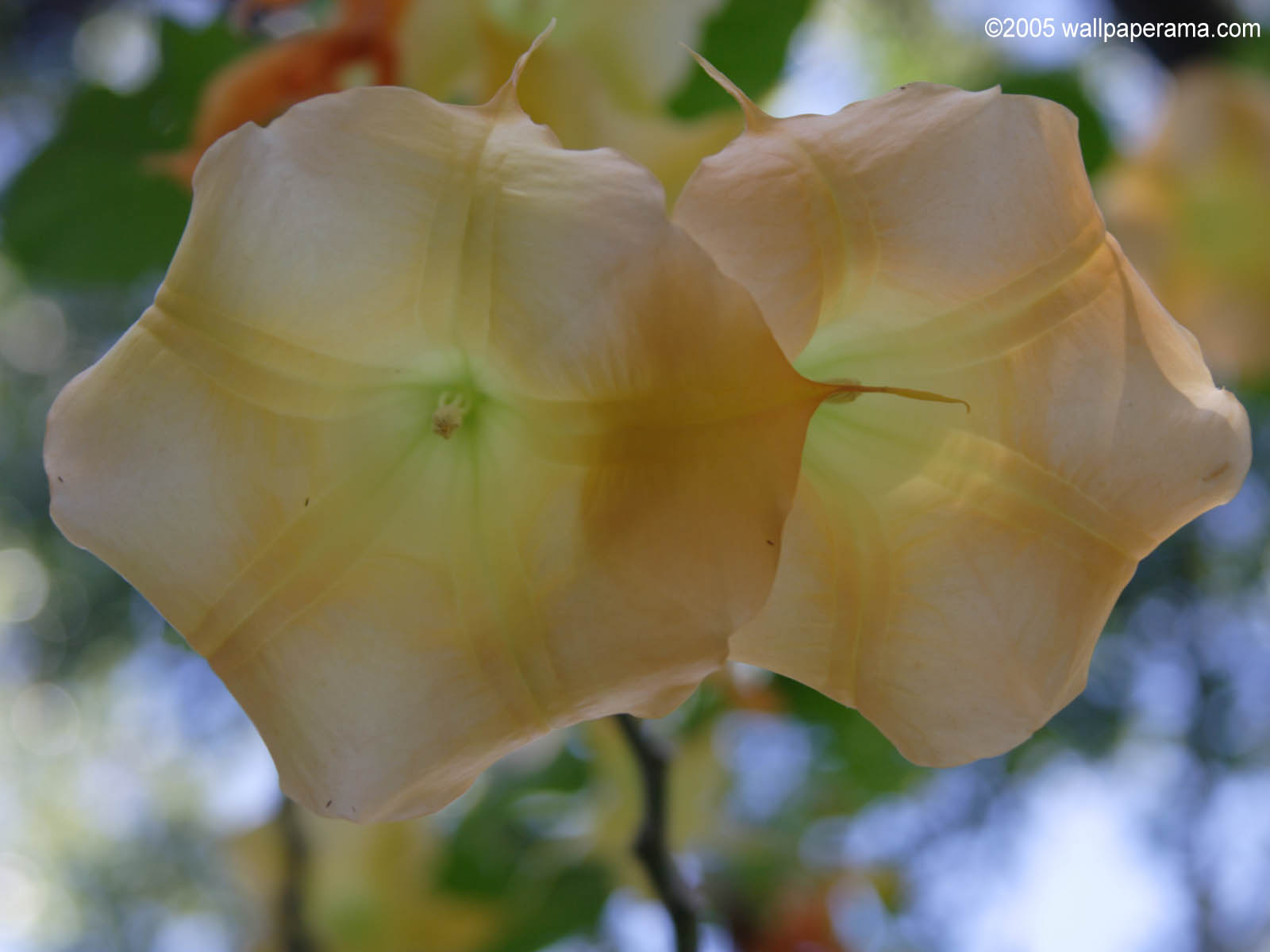 Blooming Bell Flowers Wallpaper