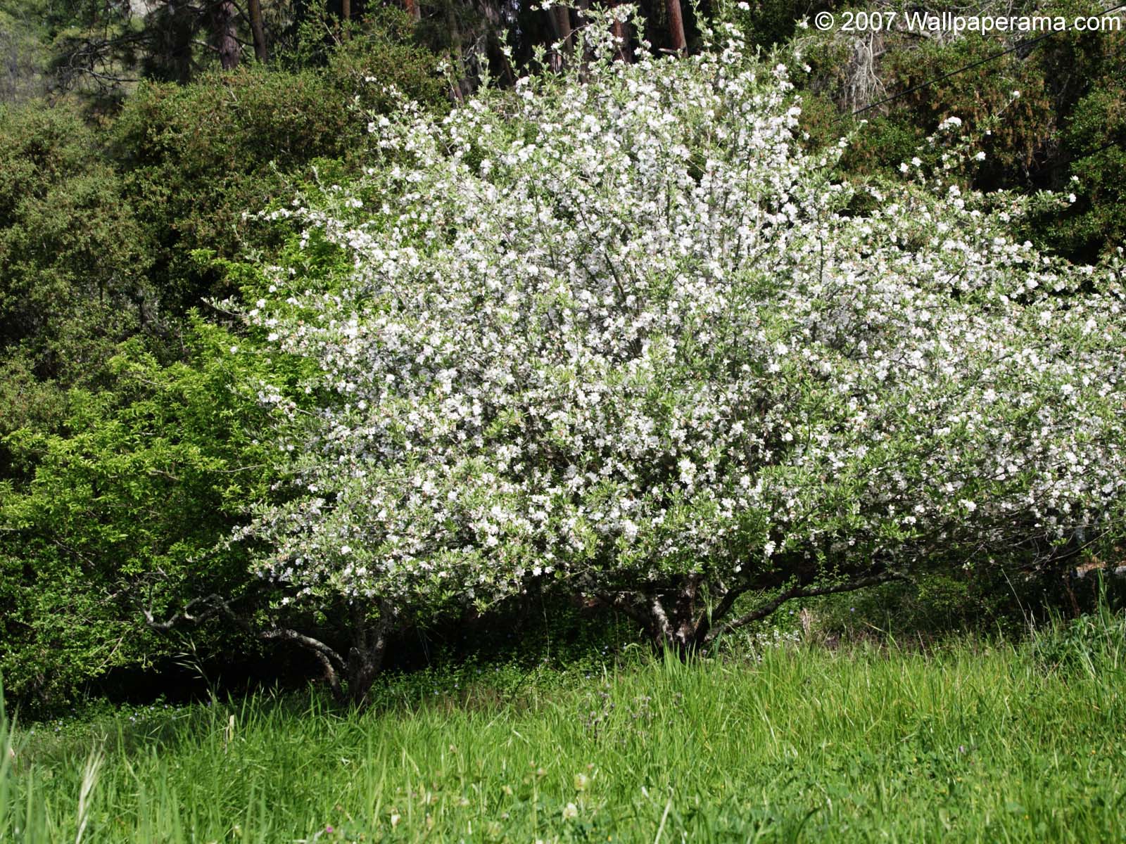 Blooming Tree Wallpaper