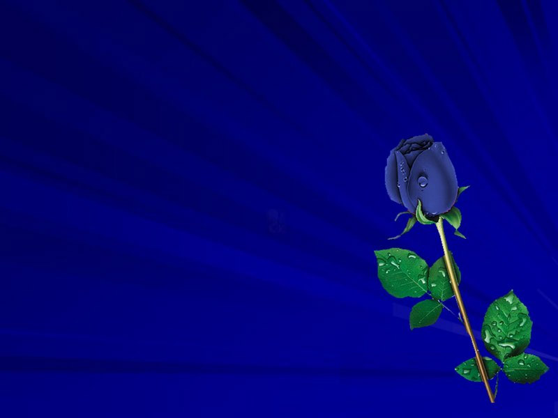 Blue Rose Wallpaper