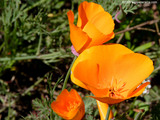 California Poppy Wallpaper