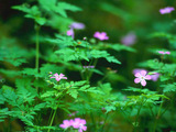 Forest Flowers Wallpaper