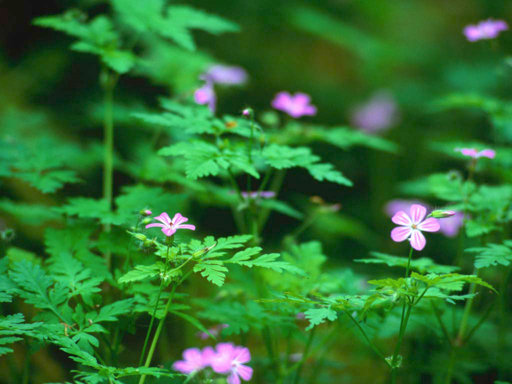 Forest Flowers Wallpaper  Free HD  Backgrounds Images Pictures