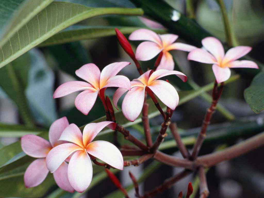 Frangipani Flowers Wallpaper