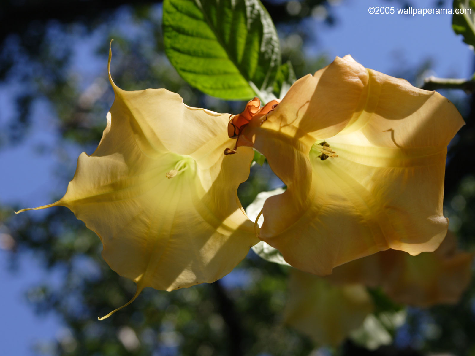 Golden Trumpet Wallpaper