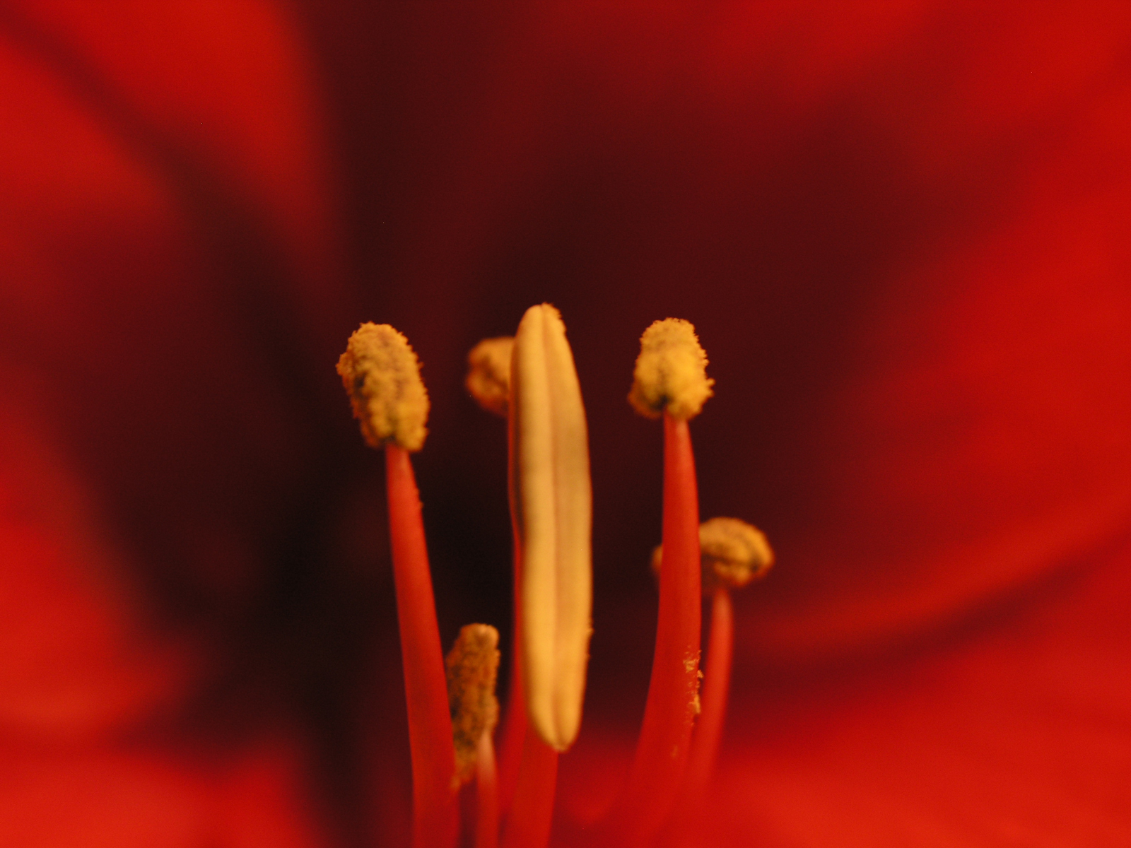 Hot Red Flower Wallpaper