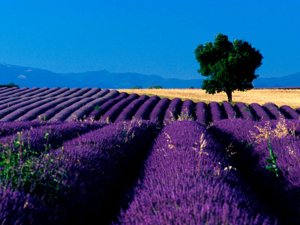 Lavender Wallpaper