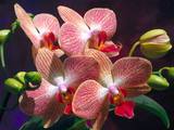 Orchids Wallpaper