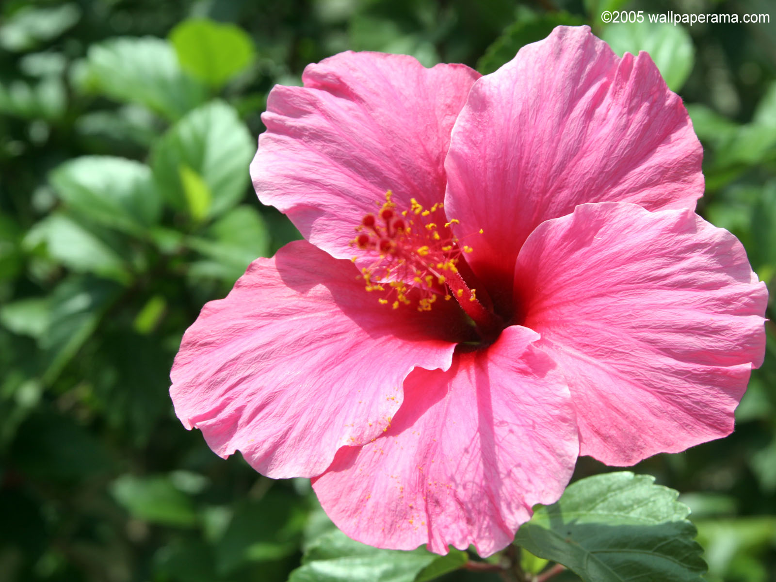 Pink Carnation Wallpaper