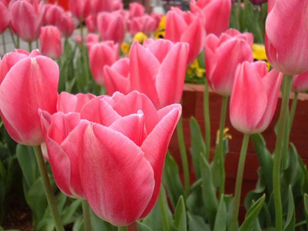 Pink Tulips Wallpaper