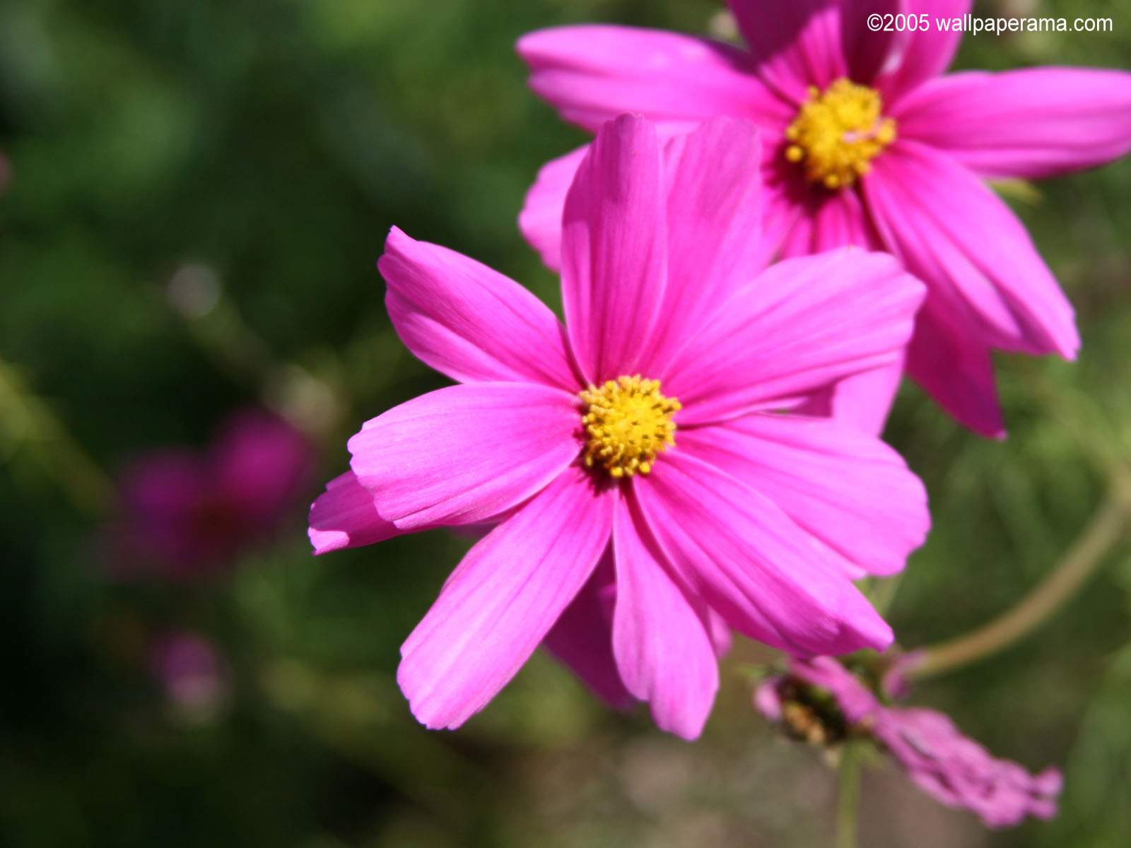 Pretty In Pink Wallpaper