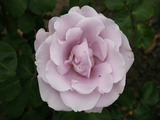 Purlple Rose Wallpaper