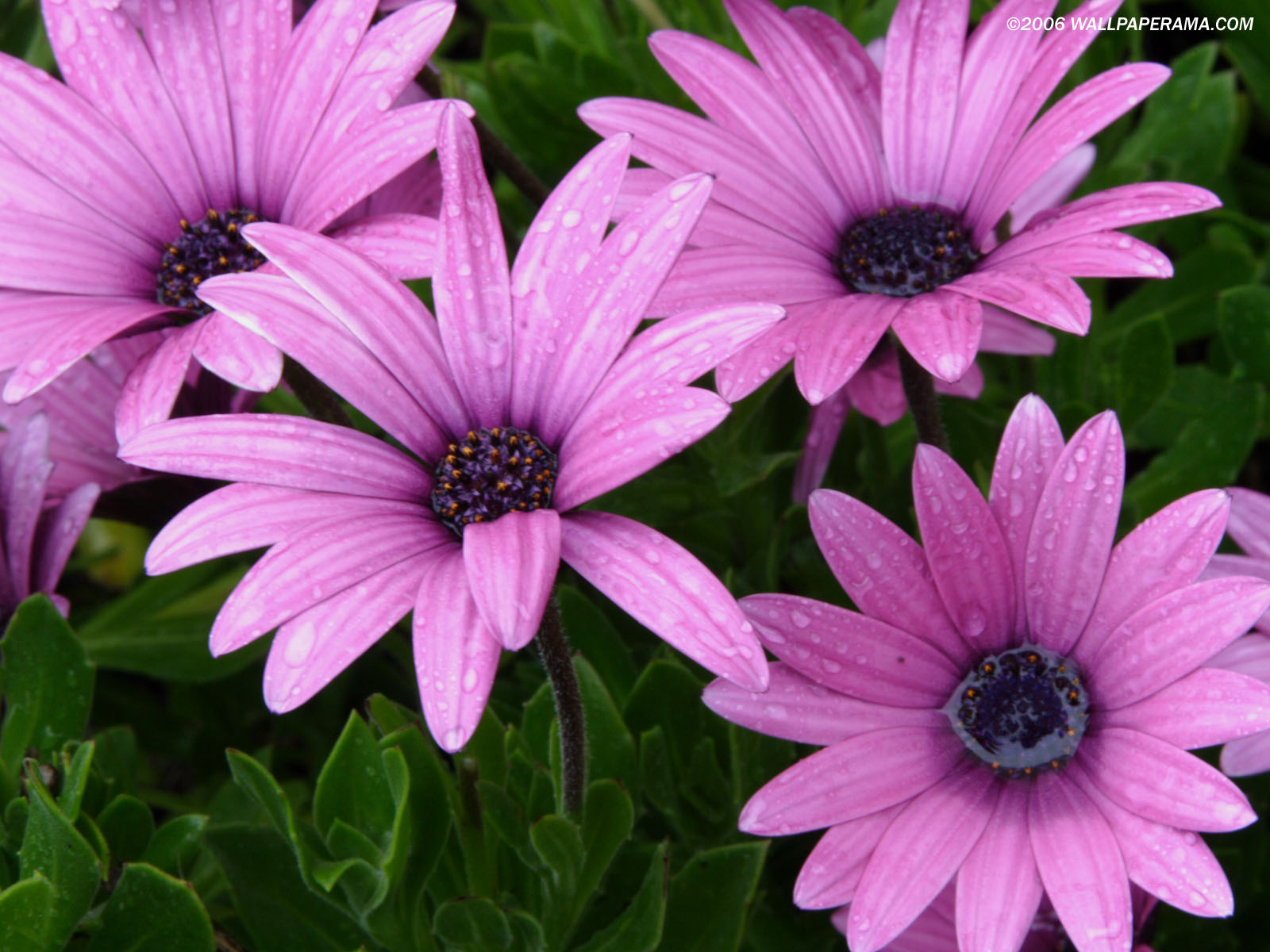 Purple Daises Wallpaper