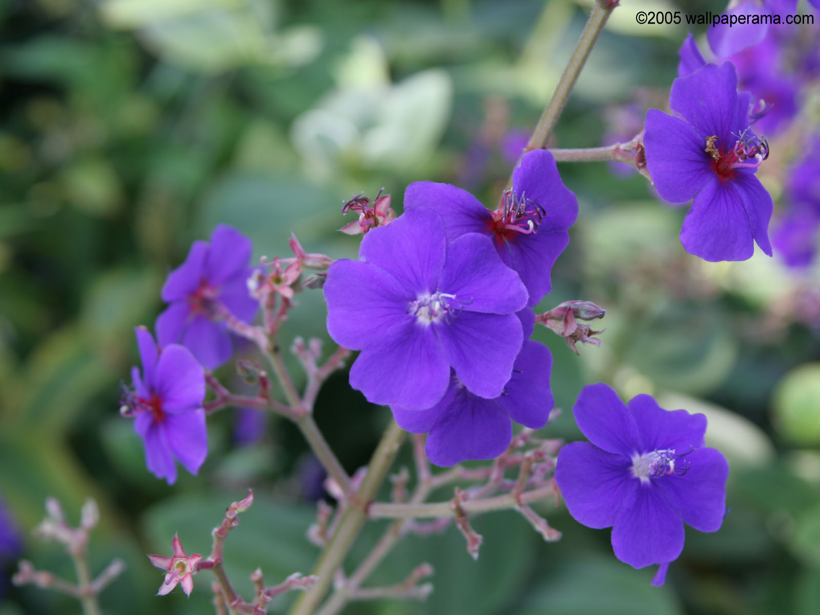 Purple Stem Wallpaper