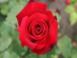 Red Rose Wallpaper