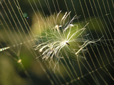 Spider Web Trap Wallpaper