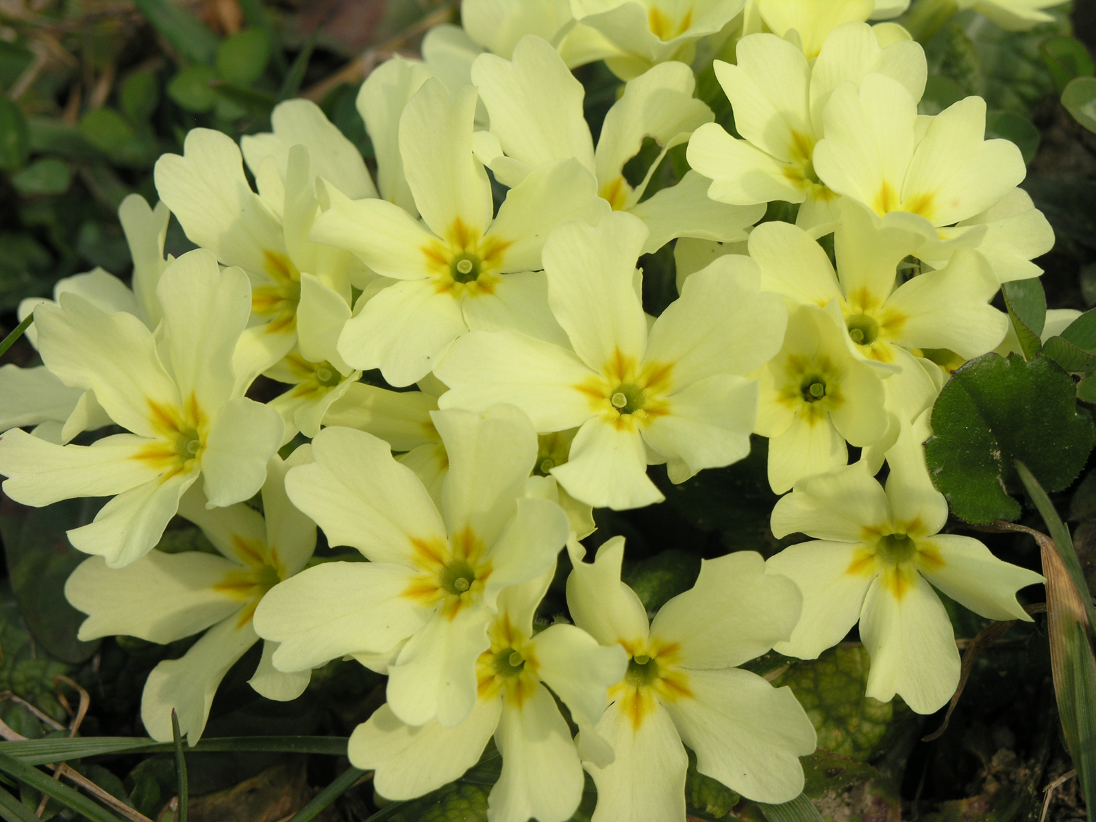 Spring Sweet Flower Wallpaper