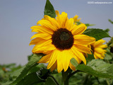 Sun Flower Wallpaper