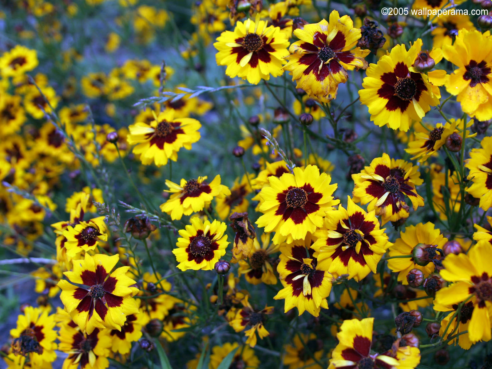 Sunset Flower Wallpaper