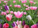 Tulips Wallpaper