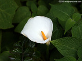 White Calla Lili Wallpaper